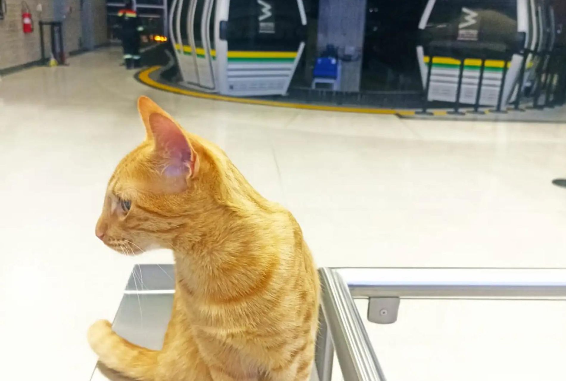 gatto alla stazione