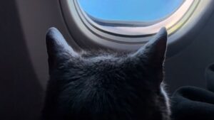 Il gatto anziano riceve un riconoscimento speciale quando arriva alla sua cinquantesima esperienza di volo (VIDEO)