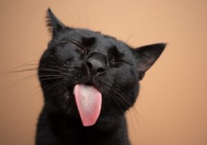 Gatto con la lingua di fuori: cosa può significare?