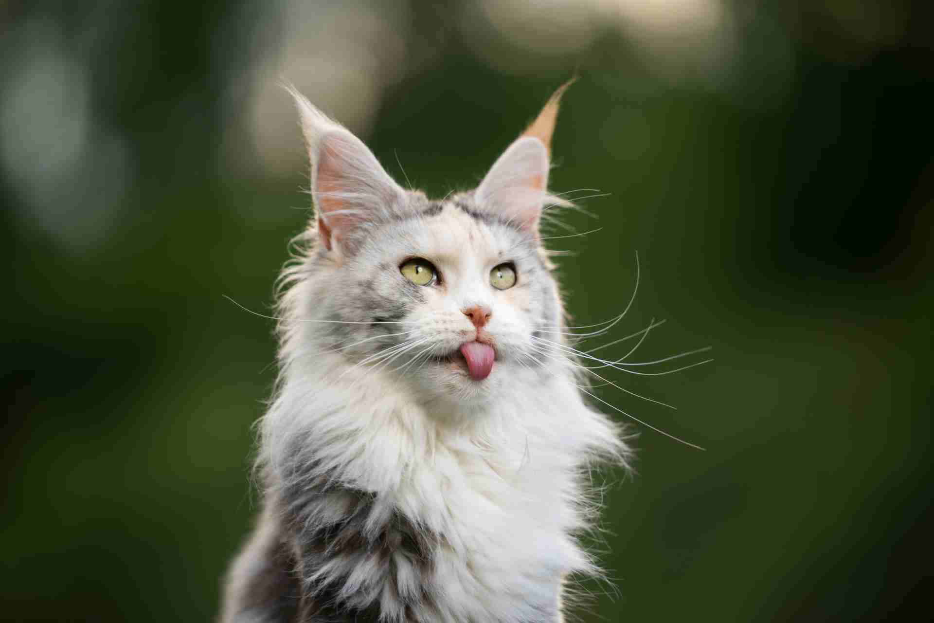 gatto maine coon