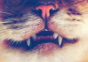 Gatto con mal di denti: cause, rimedi e come aiutarlo