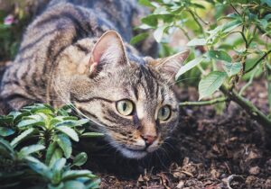 Gatto randagio ferisce un uomo: disposto per lui un risarcimento. Chi lo paga?