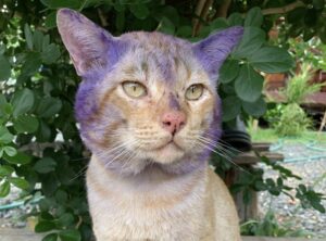 Gatto randagio più famoso della Thailandia vola sul ponte dell’arcobaleno