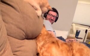 Il gatto reclama il divano che il cane gli aveva rubato e sa decisamente come riuscire a farsi sentire (VIDEO)