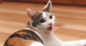 Perché il gatto fa rumore quando respira?