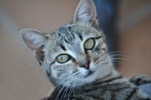 Gatto scompare nel nulla a Grottammare: non sarebbe il primo