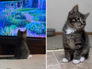 Il gattino appena arrivato a casa è a dir poco ipnotizzato quando vede per la prima volta un televisore