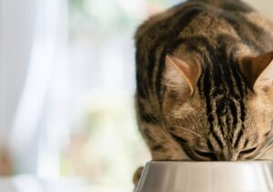 Gatto senza denti, alimentazione: cosa dargli da mangiare?