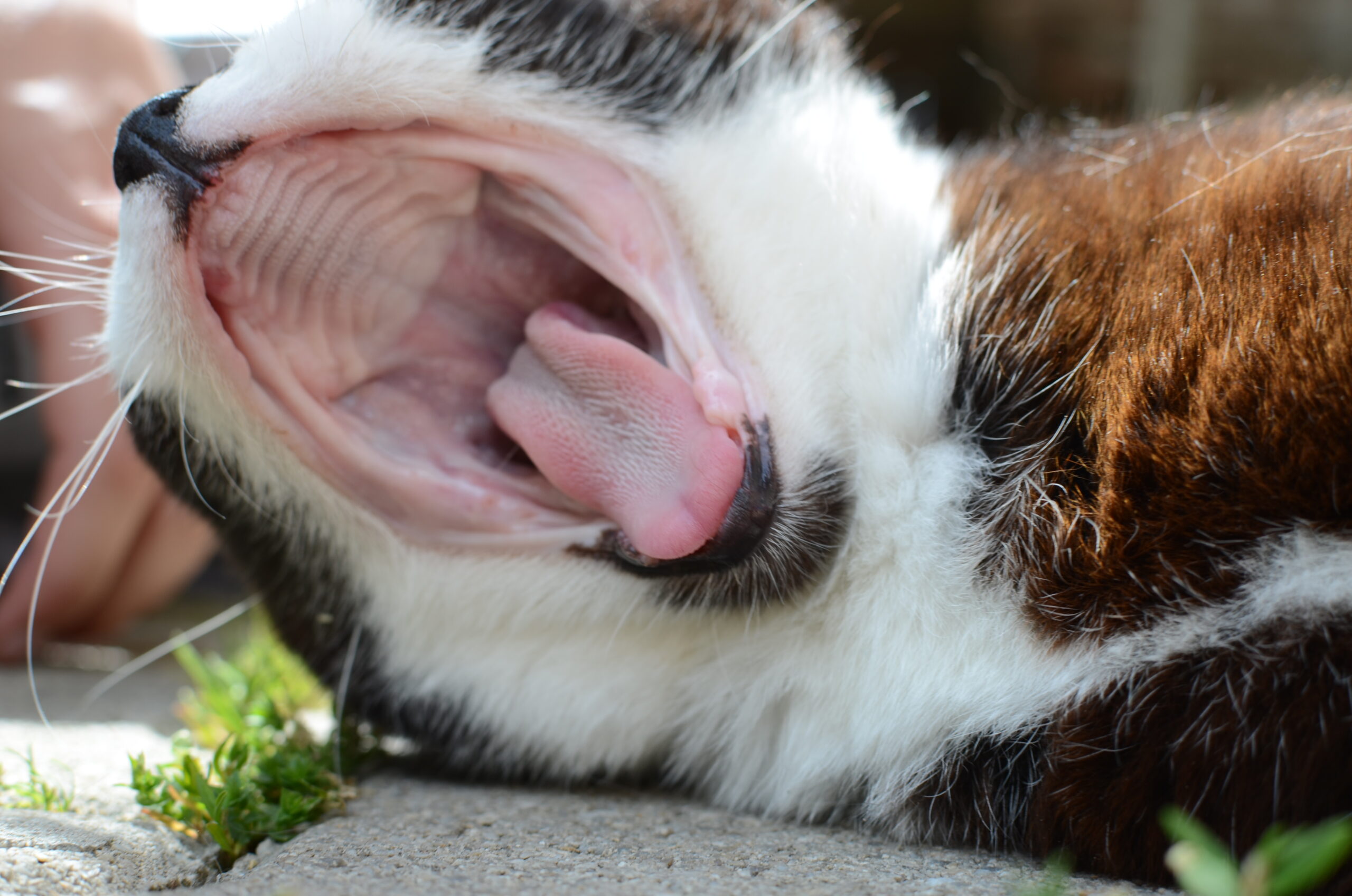 gatto con la bocca senza denti