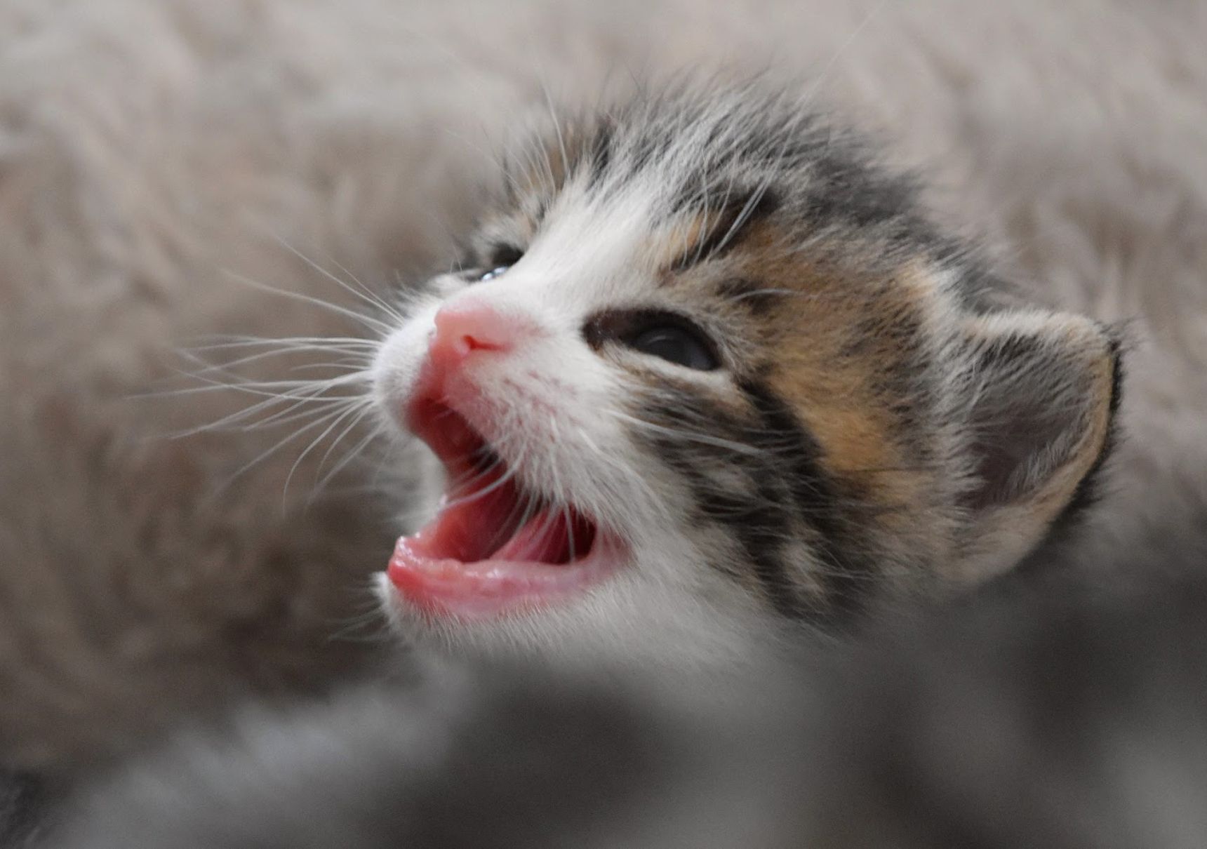 gattino senza denti