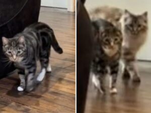 I gatti entrano tranquillamente nella loro stanza dopo che il proprietario è andato nel panico perché non li trovava più