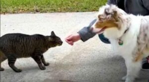 Il gatto randagio viene salvato da un cane che lo porta in famiglia: il loro legame diventa indissolubile