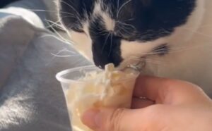 Il modo in cui questo gattino comincia a miagolare quando riceve il suo dolcetto è a dir poco squisito (VIDEO)