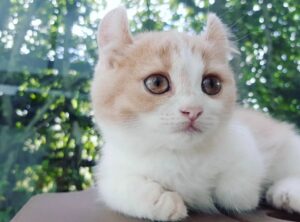 Kinkalow, carattere: tutto sull’indole di questo incrocio tra American Curl e Munchkin