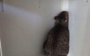 Questo gatto fa il drammatico e si nasconde in un angolo per protestare contro il trasferimento dei genitori (VIDEO)
