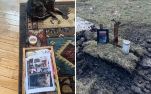 Il gatto pieno di dolore per la perdita della sua sorellina visita la sua tomba dopo averla cercata per giorni