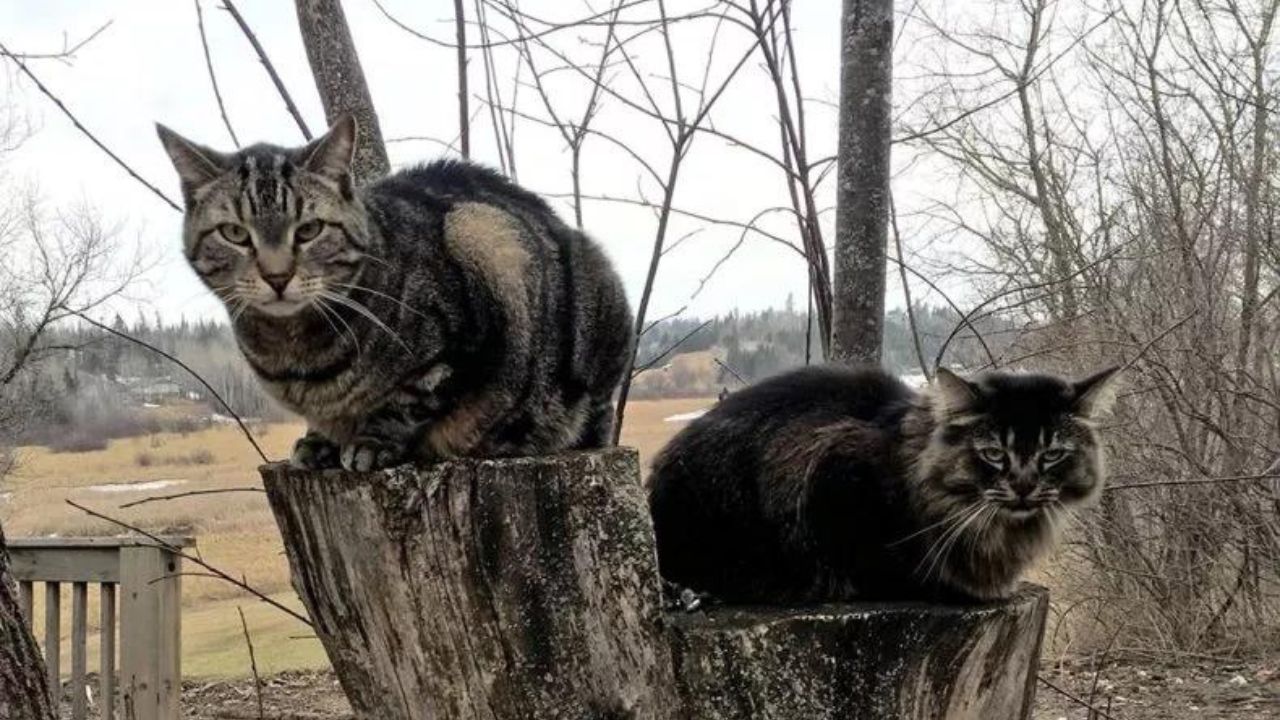 due gatti sull'albero