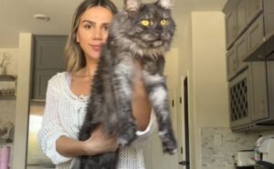 Il video dell’allevatore di Maine Coon è così pieno di tenerezza da diventare rapidamente famosissimo (VIDEO)