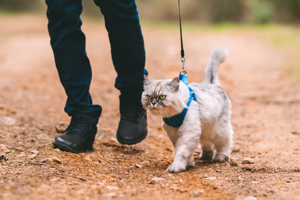 gatto al guinzaglio con il padrone