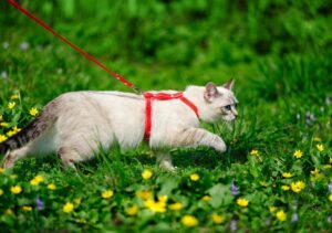 Si può portare a spasso il gatto?