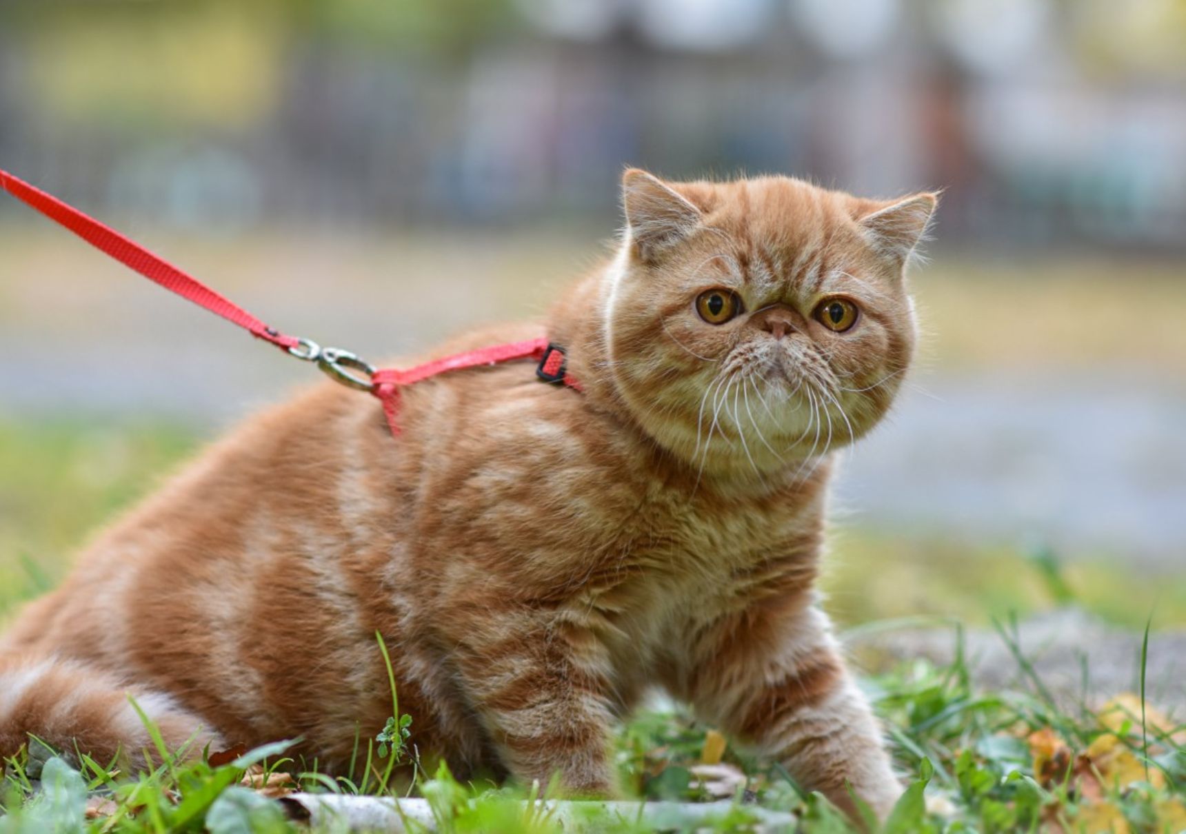 gatto abituato a passeggiare fuori