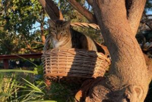 Il posto più bello dove lavorare: questo Cat Sanctuary ha ben 600 gatti residenti pronti a fare le fusa a chi si avvicina