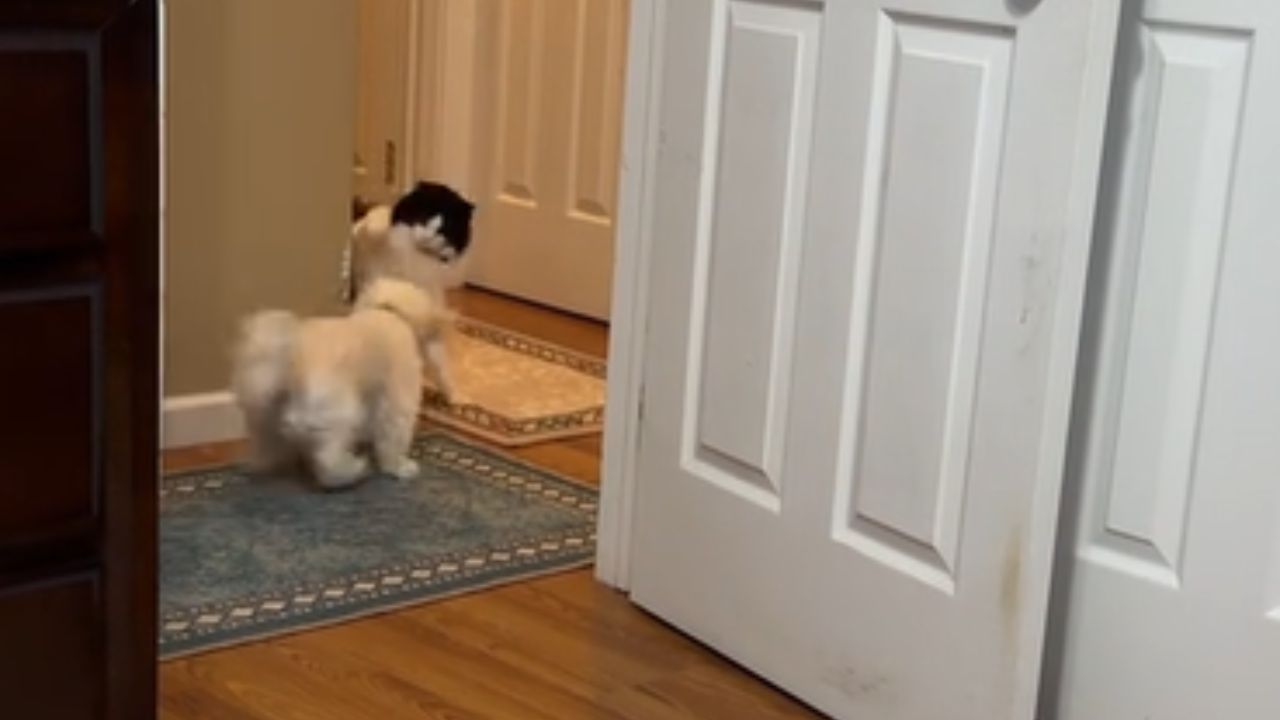 cane vs gatto