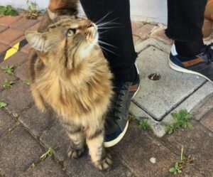 Targa per ricordare il gatto Biagio, mascotte di Sesto Fiorentino