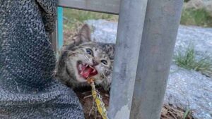 Abbandonata da un padrone che non l’ha mai amata, questa gatta sembrava non avere più fiducia negli esseri umani – Video