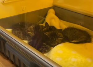 È stato un salvataggio d’emergenza i soccorritori hanno fatto di tutto per togliere i gattini dal posto buio dove erano finiti