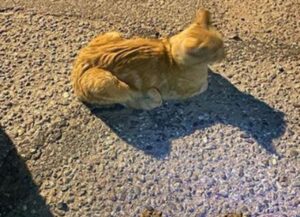 Era un gatto randagio, ma adesso non più, la vita di questo felino è cambiata in ogni aspetto