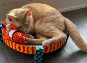 Gli operai del cantiere si sono accorti di lui appena in tempo, così questo gatto può vivere finalmente una vita felice