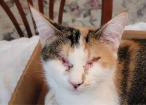 I due gatti ciechi, sempre uno al fianco dell’altro, sono riusciti nell’impresa di trovare una casa dove stare insieme