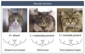 I gatti sono bravissimi a nascondere i malesseri, per questo devi conoscere la loro scala facciale del dolore