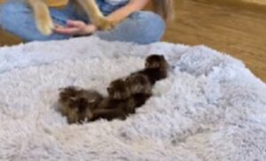 I gattini hanno trovato il loro ambiente ideale e sono comodi nella cuccia, ma c’è qualcuno che non è d’accordo