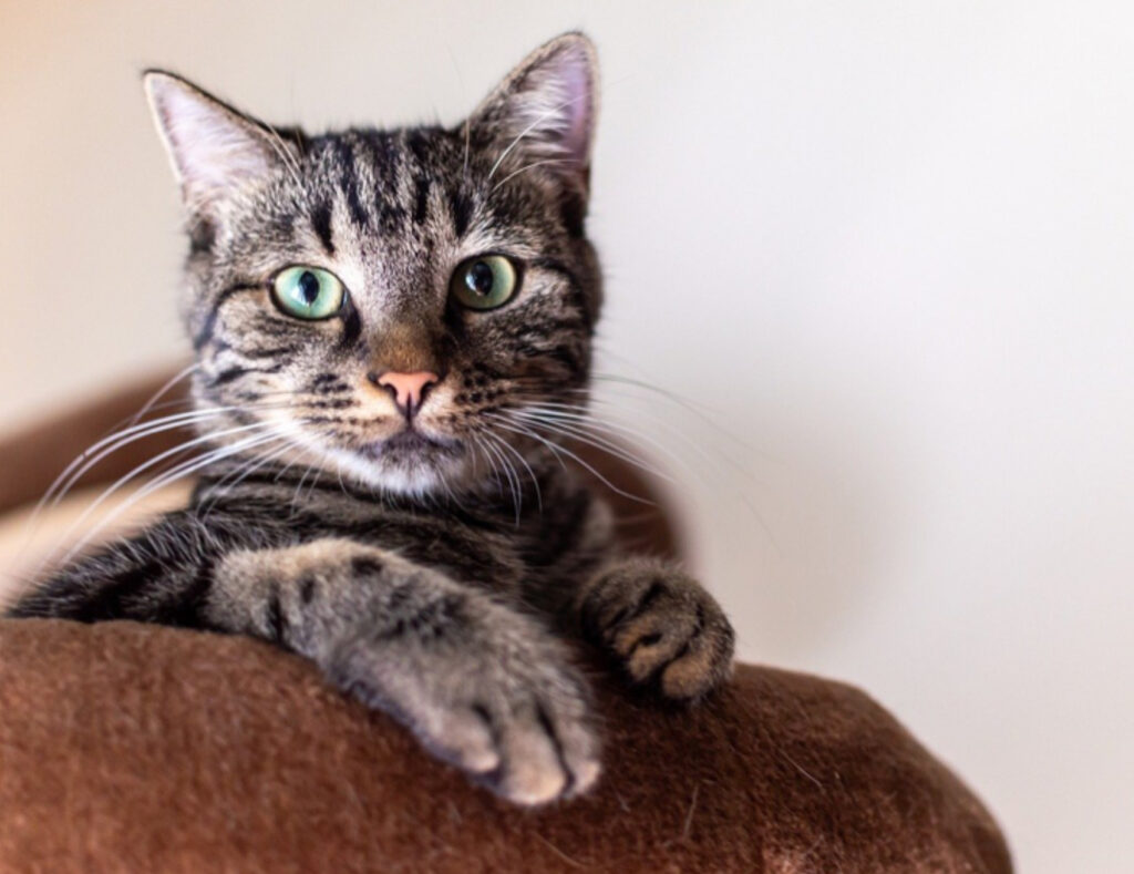 Il carattere del gatto dipende anche dalla razza? Ecco cosa dice la scienza
