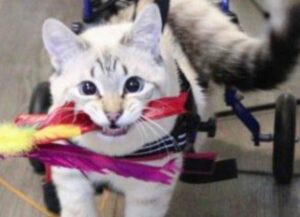 Il gattino paralizzato stava morendo di fame e di freddo, ma poi tutto è cambiato all’improvviso