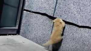 Il gattino sembrava ossessionato da una spaccatura, ma solo dopo qualche tempo i soccorritori hanno capito perché – Video