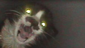 Il gattino stende la zampetta e urla, sperando che qualcuno riesca a vederlo e lo salvi – Video