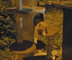 Il gatto che è stato gettato via con il suo stesso tiragraffi adesso scioglie i cuori di tutti