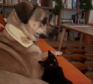 Il gatto ha deciso di mettersi comodo e di essere amichevole, ma il cane non reagisce nel modo sperato