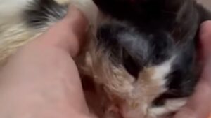 Il gatto non la smette di piangere dopo che tutti non hanno fatto altro che considerarlo un mostro – Video
