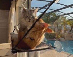 Il modo in cui questi gatti lottano in modo “amichevole” fa impazzire chiunque li guardi