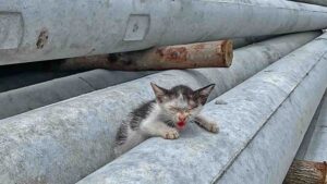 In piena ondata di calore, il povero gattino è stato abbandonato nel cortile e miagolava disperato in cerca d’aiuto – Video