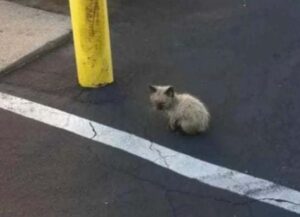 Lo ha visto sporco e smarrito e non ci ha pensato due volte, così la donna ha salvato il gattino in difficoltà