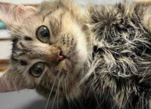 Lo hanno abbandonato nel seminterrato di un edificio sporco e buio, ma il gatto è riuscito a superare ogni aspettativa