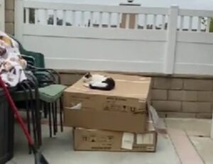 L’uomo spende moltissimi soldi per realizzare un ambiente speciale per il suo gatto, ma lui ha altre idee
