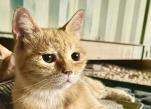 Mamma gatta ha a lungo consolato i soldati lontani da casa, ora l’amore che ha dato le tornerà indietro