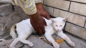 Mamma gatta, vecchia e stanca, piangeva perché era ormai sicura che qualcuno le avesse rubato il gattino – Video