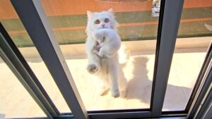 Mamma gatta viene sfamata da una persona buona e generosa: il giorno dopo porta con sé i suoi gattini – Video